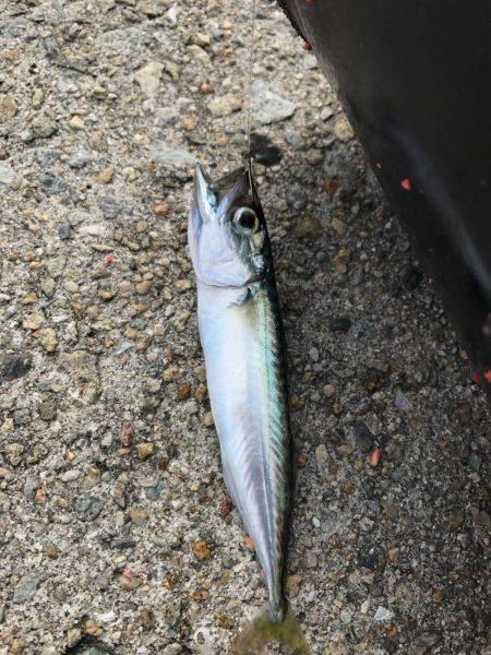 神戸 和田防フカセ