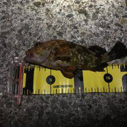 穴釣りロッドで初釣行