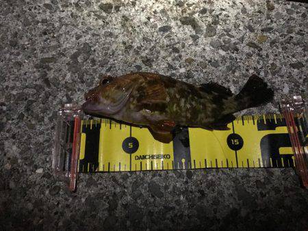 穴釣りロッドで初釣行