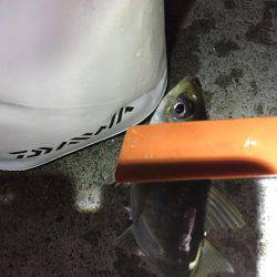 メバルを求めて行ったのに…