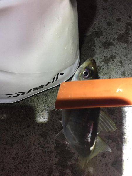 メバルを求めて行ったのに…