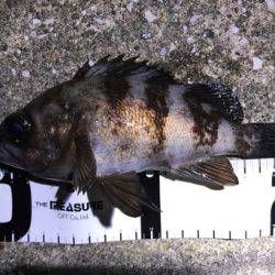 サーフメバリングと堤防にてメバル。