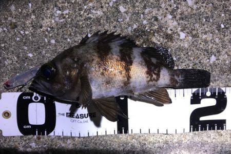 サーフメバリングと堤防にてメバル。