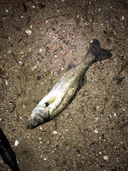 だんだん小さくなっていく