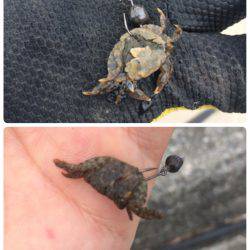 清水港 江尻埠頭、巴川河口、貯木場 チヌ落とし込み