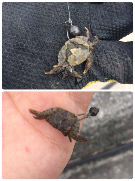 清水港 江尻埠頭、巴川河口、貯木場 チヌ落とし込み