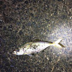 厳しいアジング