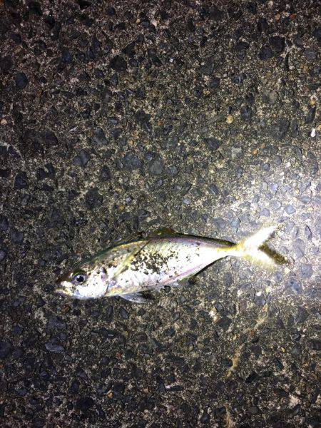 厳しいアジング