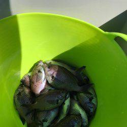 子供とサビキ釣行