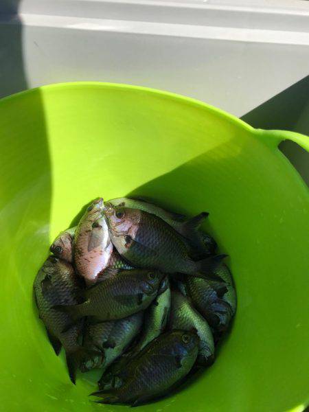 子供とサビキ釣行