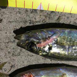 久々にアジング