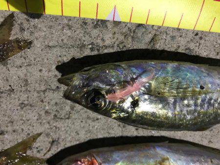 久々にアジング