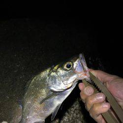 フロートゲーム