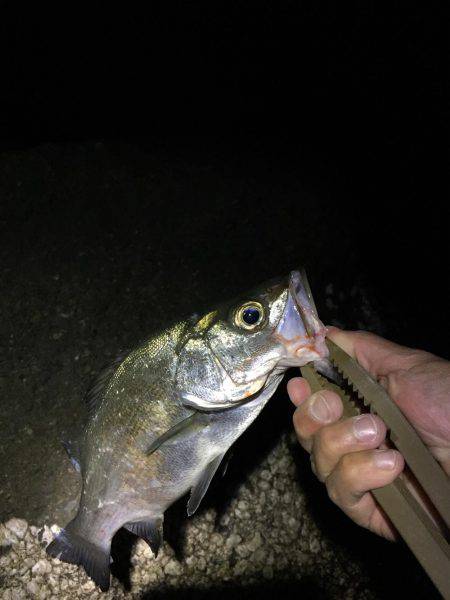 フロートゲーム