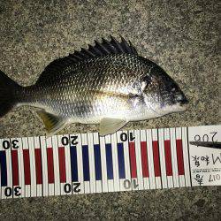 グレが釣れ始めた