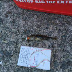 エギングするつもりが