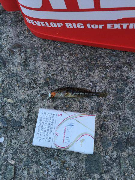 エギングするつもりが