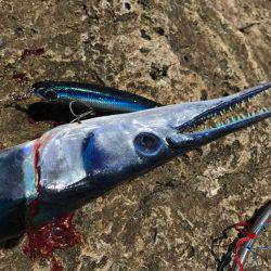 串本 沖磯フカセ&ルアー