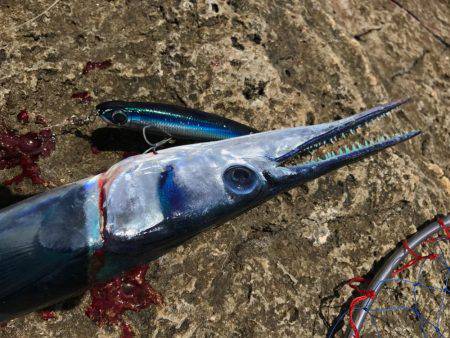 串本 沖磯フカセ&ルアー