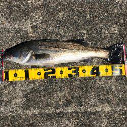 エビ撒き 再開‼︎