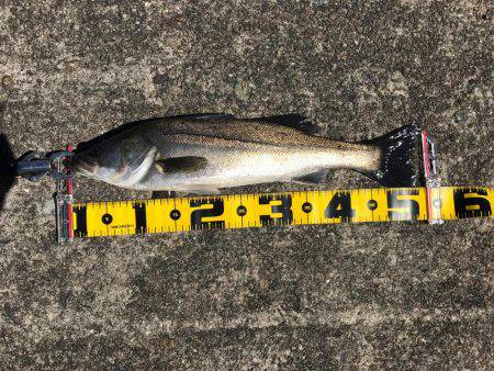 エビ撒き 再開‼︎