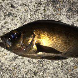 垂水漁港でメバリング！！