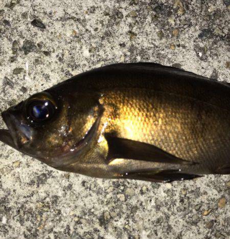 垂水漁港でメバリング！！