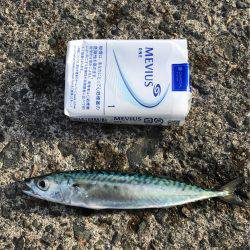 子鯖大漁、泳がせ成功！