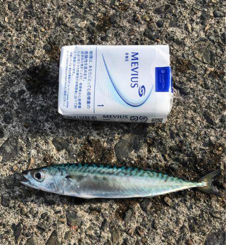 子鯖大漁、泳がせ成功！