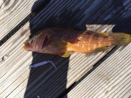 惨敗からのアジング、アコウ