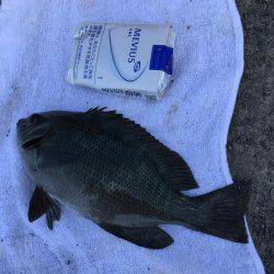 三崎磯で、メジナフカセ！