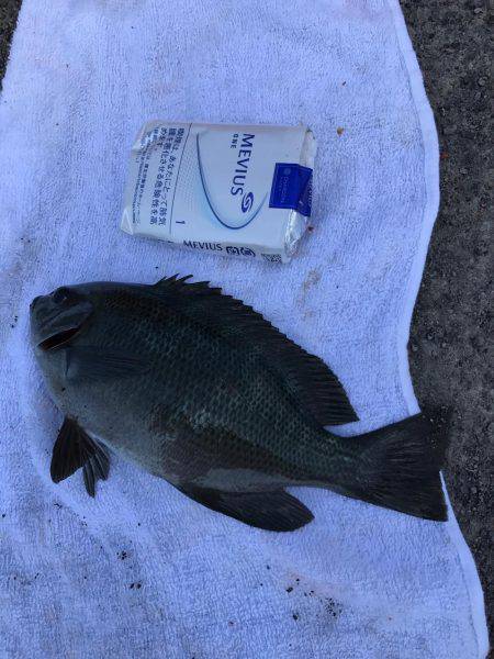 三崎磯で、メジナフカセ！