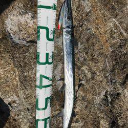 串本大島 沖磯ルアー青物狙いでダツ！