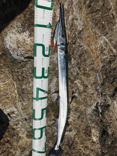 串本大島 沖磯ルアー青物狙いでダツ！