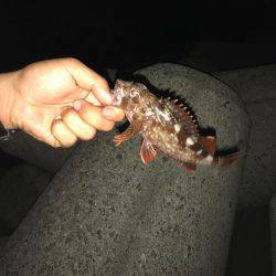 強風の為穴釣り