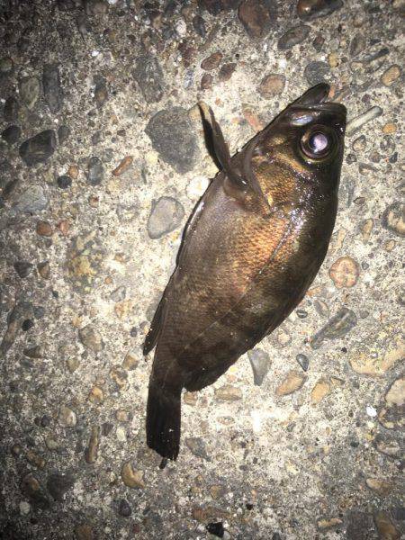 そろそろメバルも終わり？