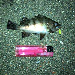 メバル渋め 気温の高さが原因？