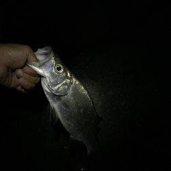 ジグ単じゃ無理ー