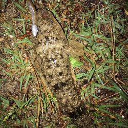 いいシーバスをゲット