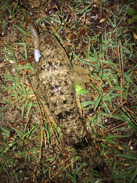 いいシーバスをゲット