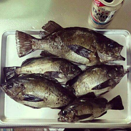 プラッキングで梅雨メバル