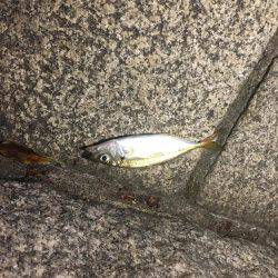 アジングつ抜けin横浜