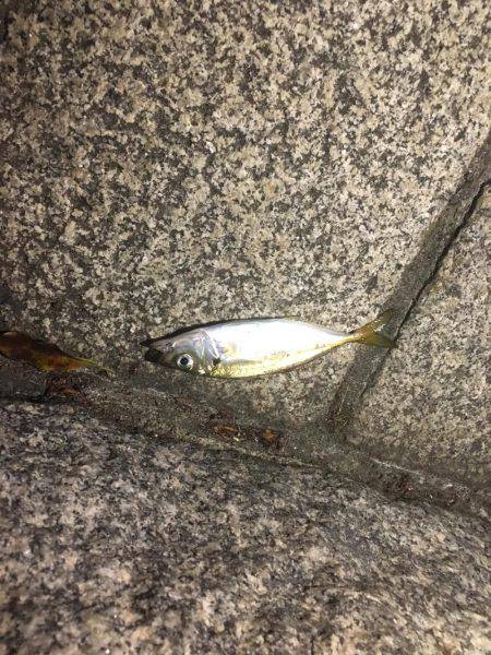 アジングつ抜けin横浜