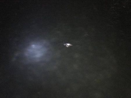 まだまだメバル健在！