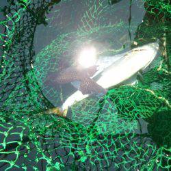 6月の海上釣堀オーパ!!