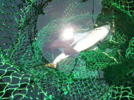 ６月の海上釣堀オーパ！！