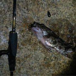 今年初、アコウ&タコ調査!