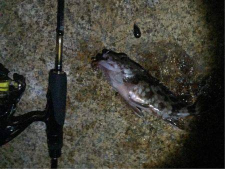 今年初、アコウ&タコ調査!