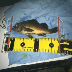 オトコの夜釣り（笑）