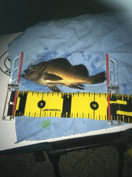 オトコの夜釣り（笑）